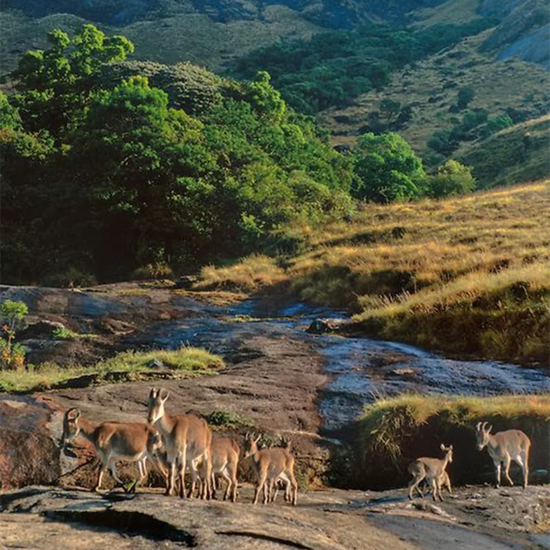 Eravikulam Wilderness & Camp Retreat at Munnar
